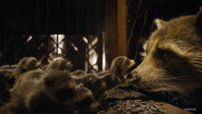 From Guardians of the Galaxy Vol 3. Rocket Raccoon pokes his head inside a cage filled with baby CGI Raccoons.