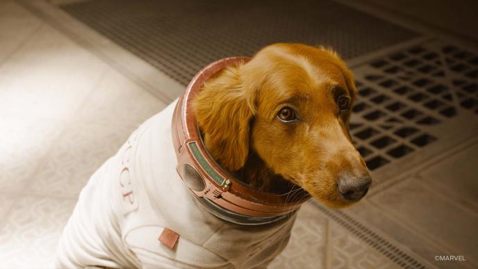 Cosmo from Guardians of the Galaxy Vol. 3. Cosmo is a CGI dog in a space suit.