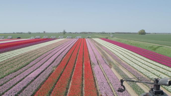 Plate footage captured for Wicked Part One, a flat field of vast tulips in rows
