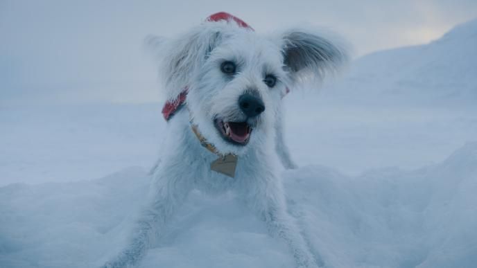 Final shot of CG creature Krypto from Superman film