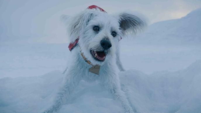 Final shot of CG creature Krypto from Superman film
