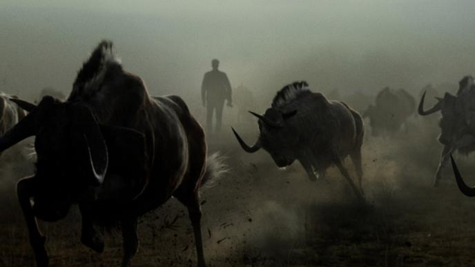 A heard of buffalo run while you can see the silhouette of a man is seen in the background