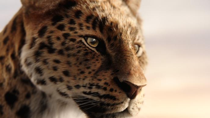 A CGI jaguar