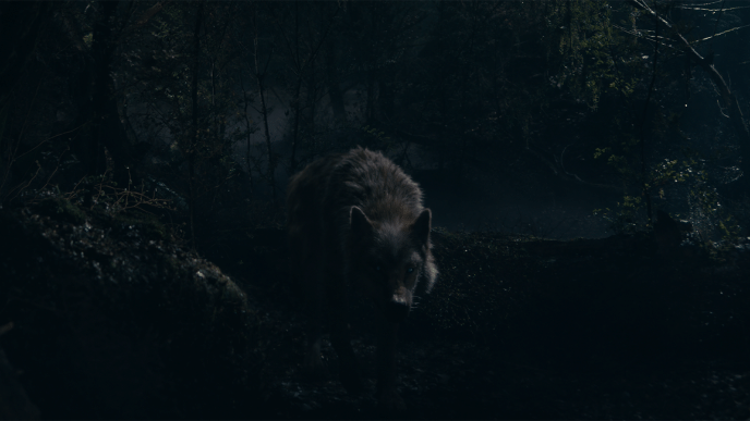 Final image of the wolf from the wolf attack sequence 