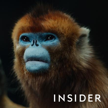 A blue-faced Monkey from His Dark Materials