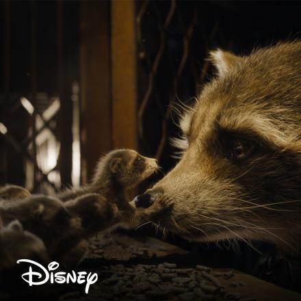 A mother raccoon looking at baby raccoons through the door of a cage.