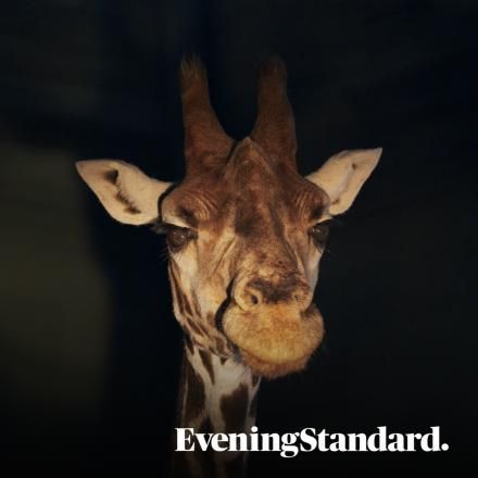 An image of a giraffe coming out into a light from a dark background, there is the Evening Standard logo in the bottom right corner.