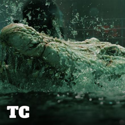 An albino alligator's head lifting out of some water creating splashes around it.