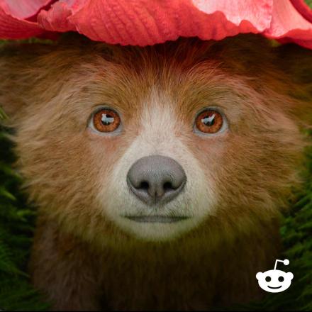Baby Paddington with a red flower on his head, in lieu of a hat. A white Reddit logo on the bottom right corner.