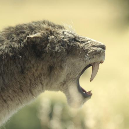 A photo-realistic CGI Sabre Toothed Tiger from Prehistoric Planet: Ice Age bearing it's teeth.