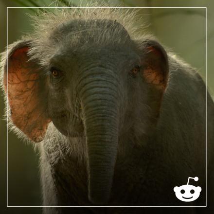 A photo-realistic CGI miniature prehistoric elephant from Prehistoric Planet Ice Age in a CG rendered jungle with a white frame and a a white Reddit logo in the bottom right hand corner. 