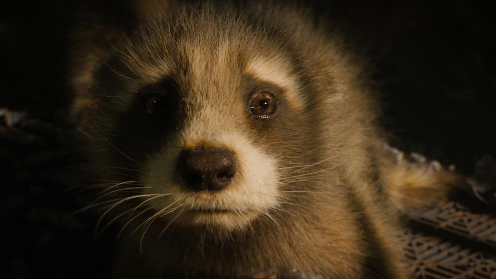 A baby raccoon