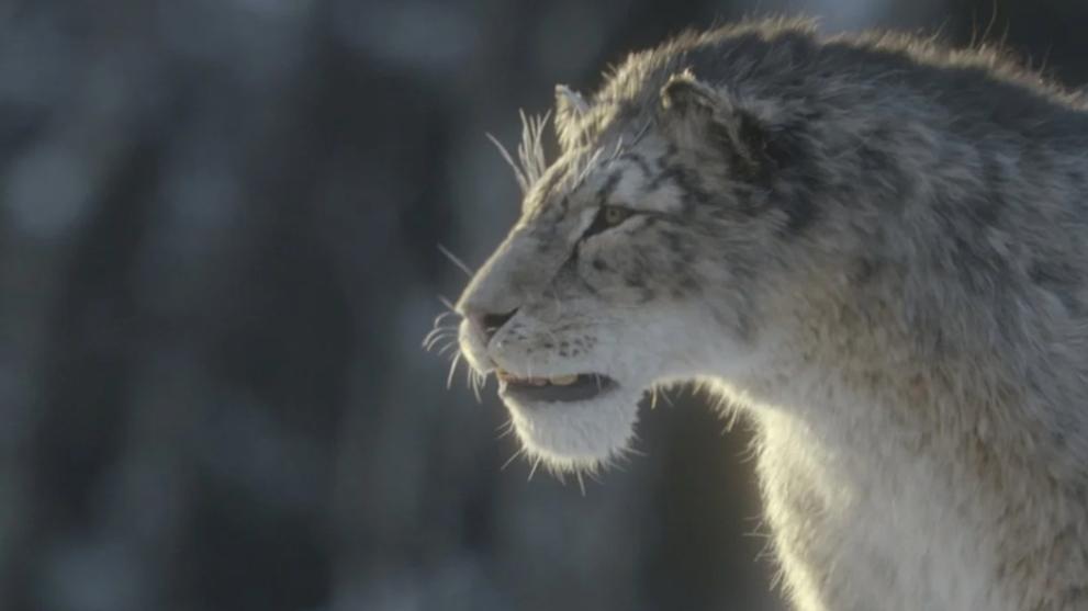 Prehistoric Ice Age of CG snow leopard